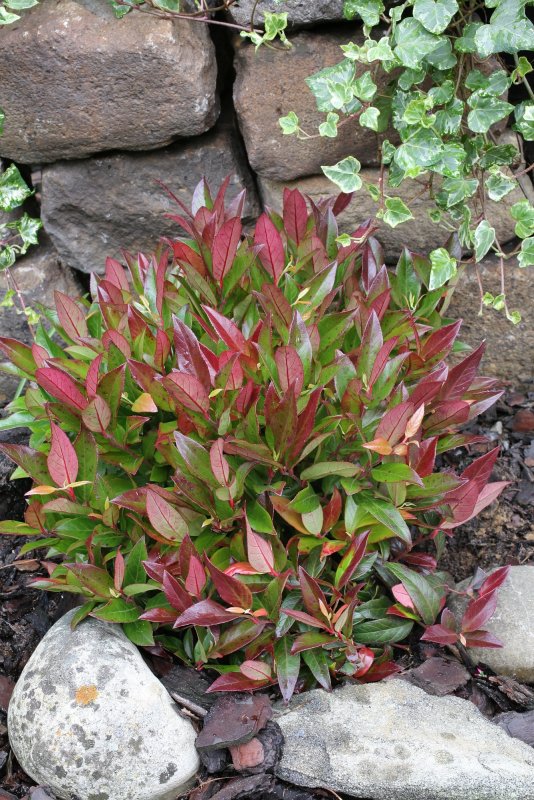 Leucothoe Scarletta Zeblid