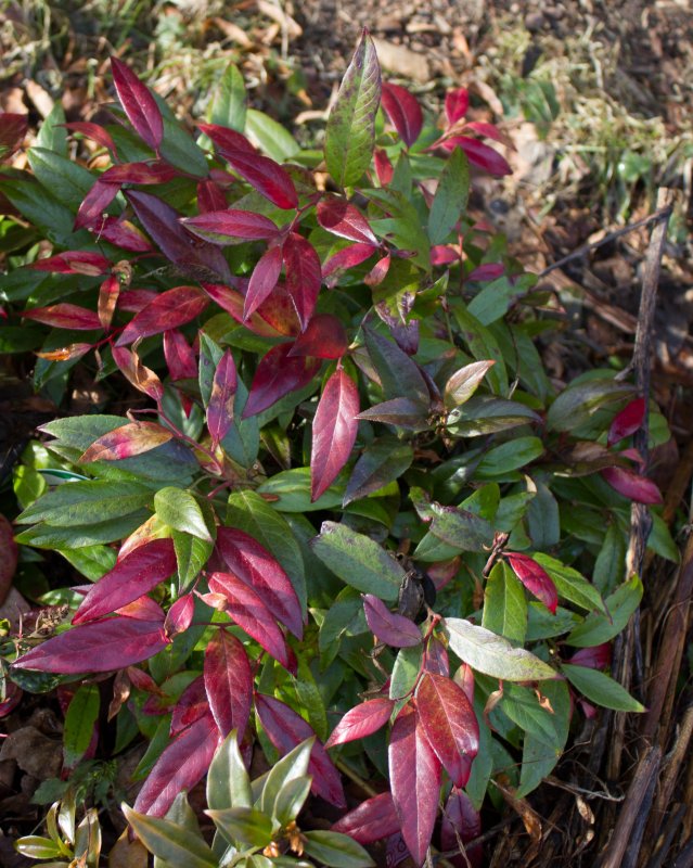 Leucothoe keiskei 'Royal Ruby'