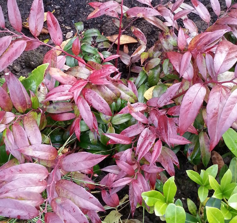 Leucothoe fontanesiana