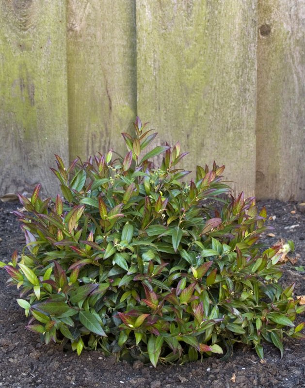 Леукотоэ приручевая (Leucothoe fontanesiana Zeblid p9)