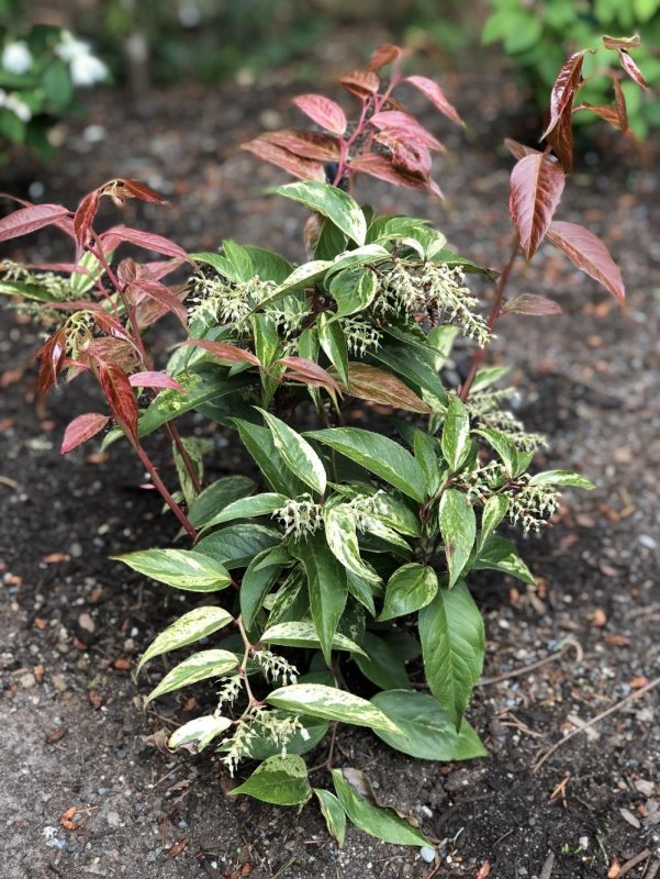Леукотоэ приручевая (Leucothoe fontanesiana Rainbow p9)