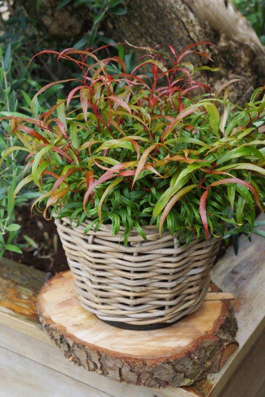 Leucothoe fontanesiana makijaż
