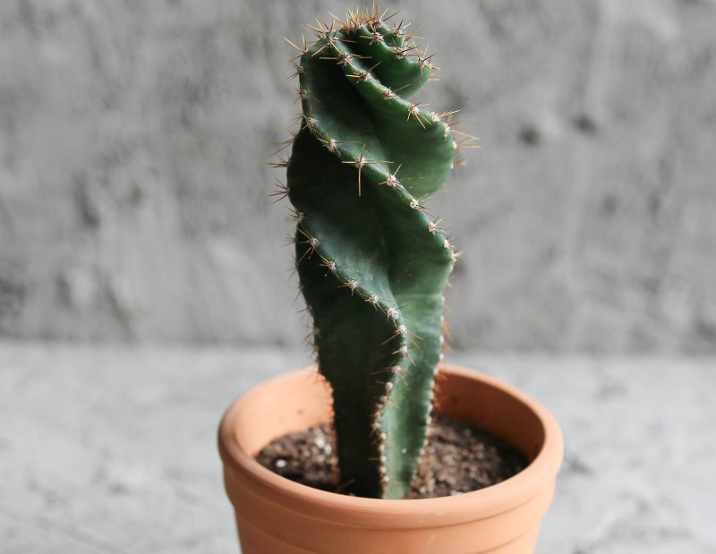 Кактус Cereus peruvianus