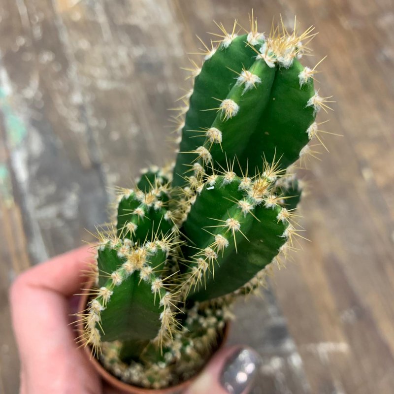Цереус перуанский (Cereus peruvianus) .