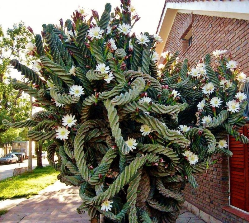 Cereus forbesii spiralis