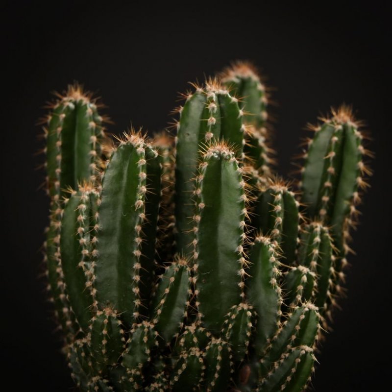 Цереус (Cereus)