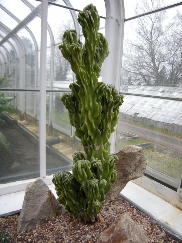 Cereus hildmannianus
