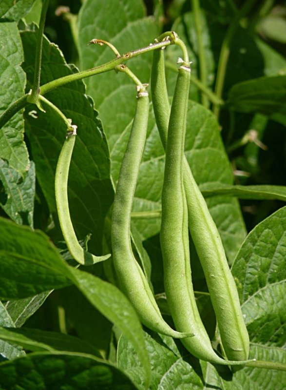 Фасоль обыкновенная (Phaseolus vulgaris