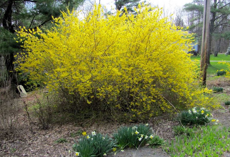 Форзиция пониклая "Forsythia suspensa"