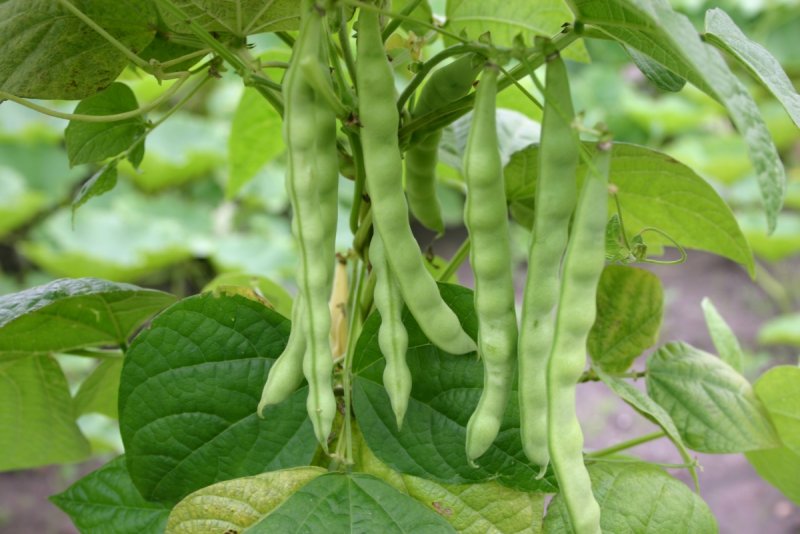 Фасоль обыкновенная (Phaseolus vulgaris