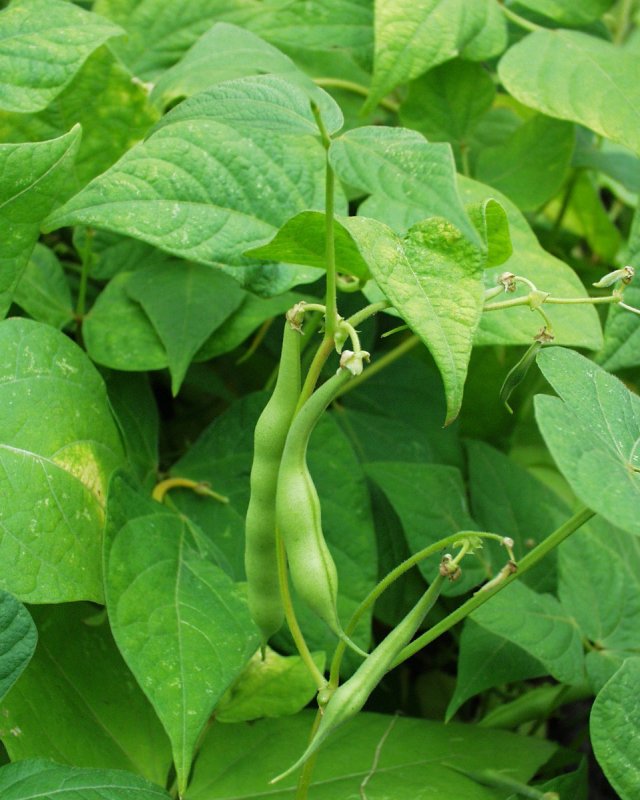 Фасоль обыкновенная Phaseolus vulgaris l.