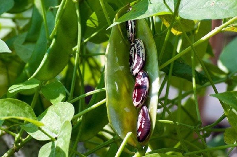 Фасоль обыкновенная Phaseolus vulgaris l.