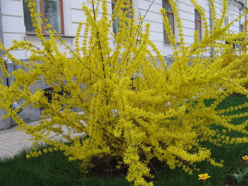 Желтый кустарник форзиция
