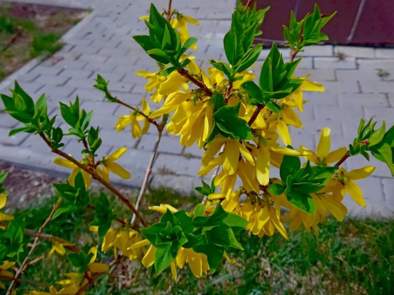 Форзиция кустарник листья