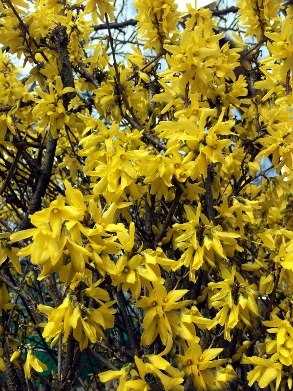 Форзиция европейская — Forsythia europaea