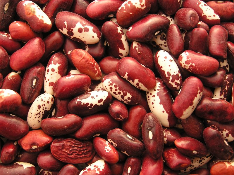 Сорт фасоли Калипсо