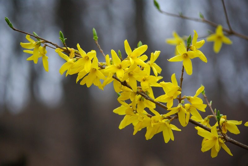 Форзиция ЖИРАЛЬДА (Forsythia giraldiana)