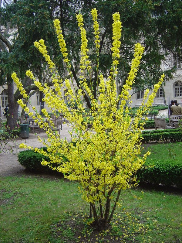 Форзиция (Forsythia)