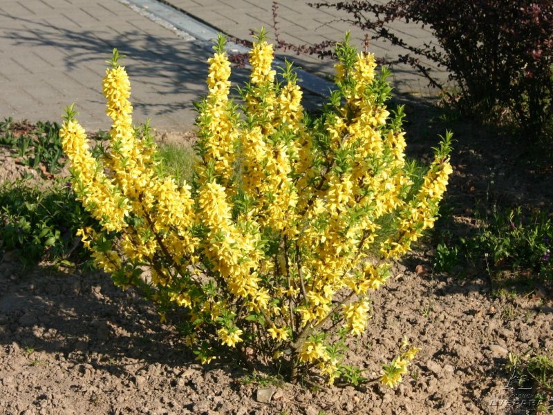 Декоративный кустарник форзиция