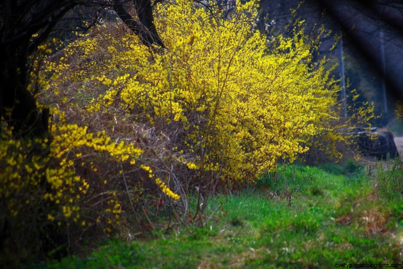 Форзиция кустарник