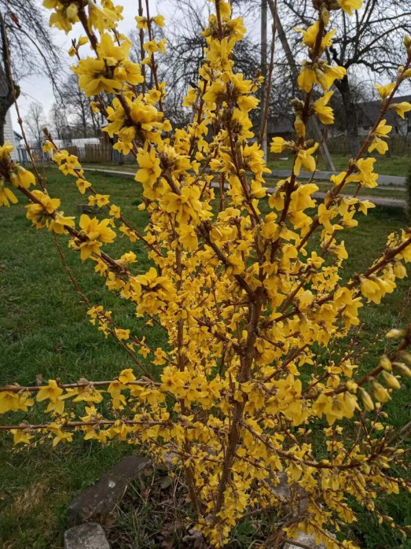 Форзиция европейская — Forsythia europaea