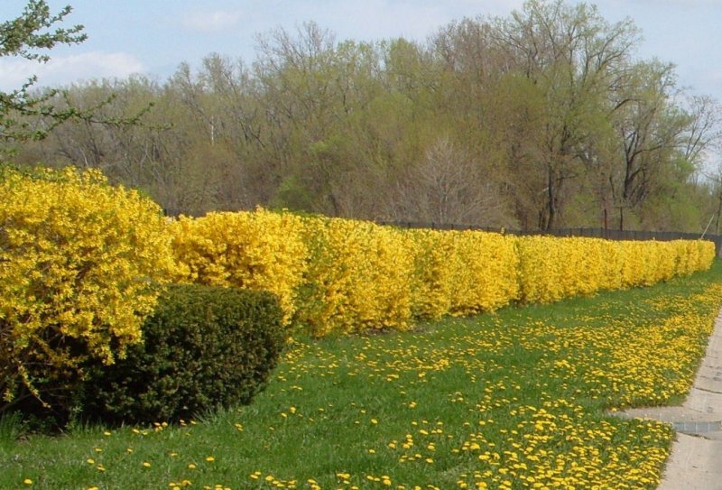 Желтый кустарник форзиция