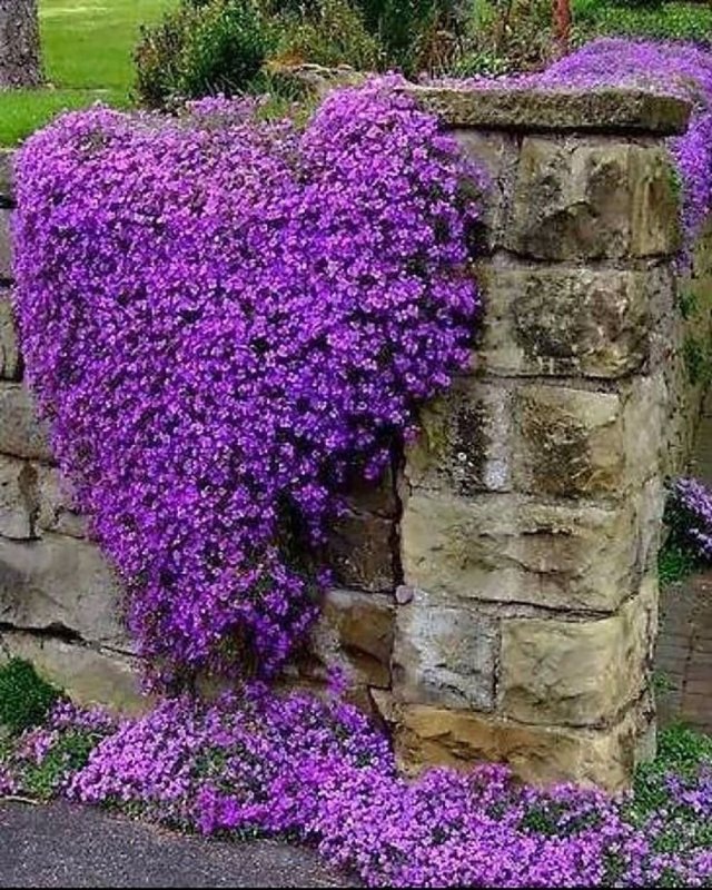 Обриета Royal Violet