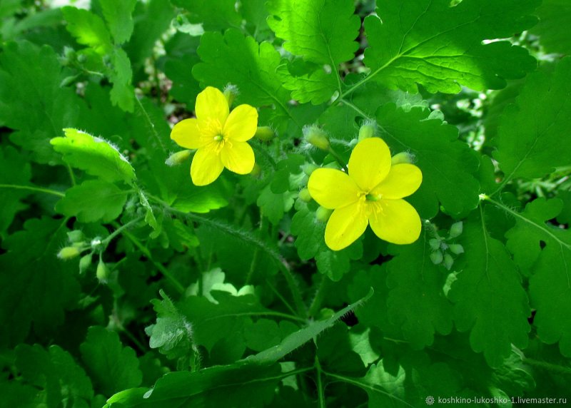 Чистотел большой (Chelidonium majus l.)