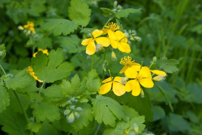 Растение celandine