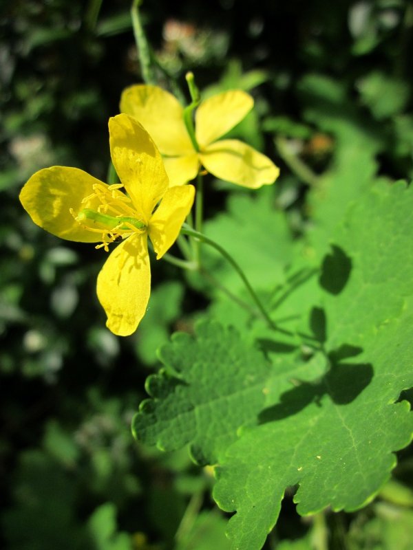 Chelidonium majus l.