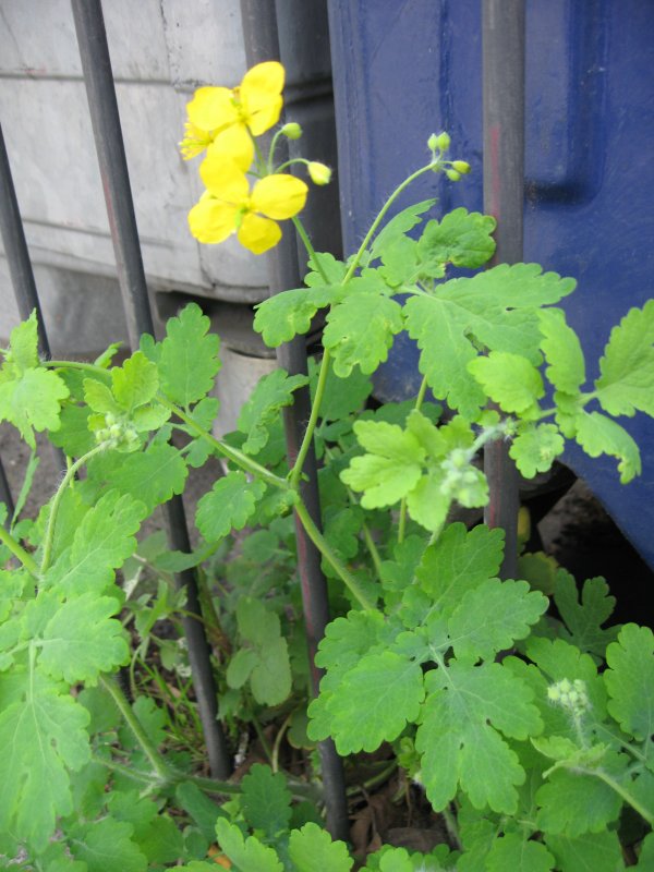Чистотел большой лат Chelidonium majus