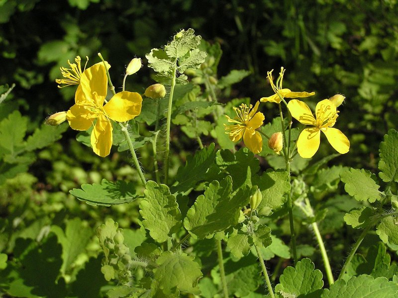 Чистотел большой (Chelidonium majus l.)