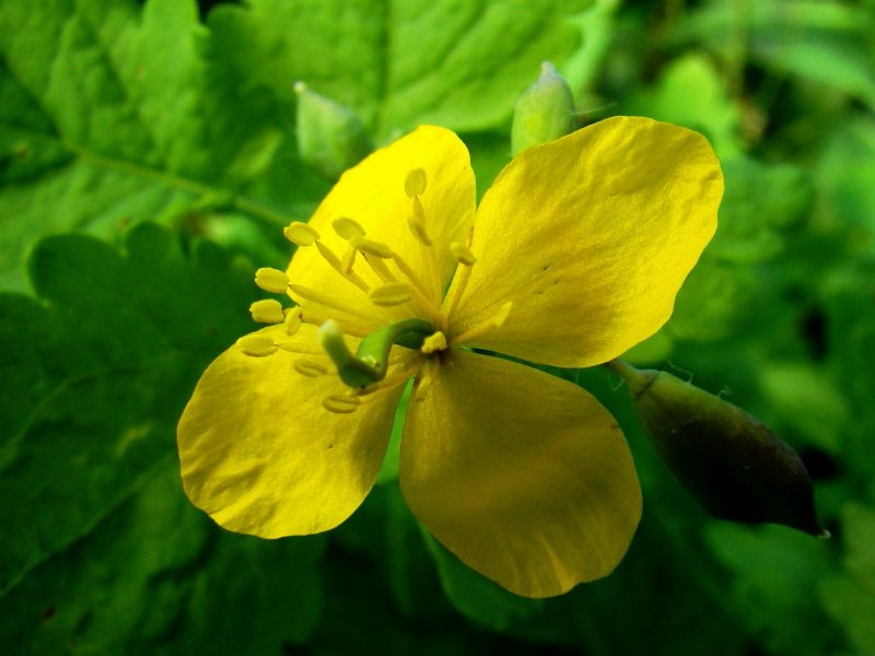 Чистотел большой Chelidonium majus l плод