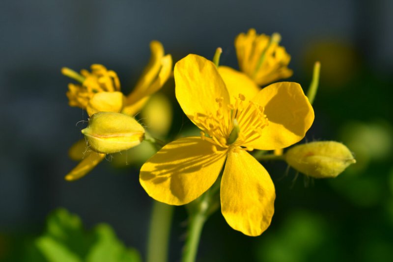Чистотел Chelidonium majus
