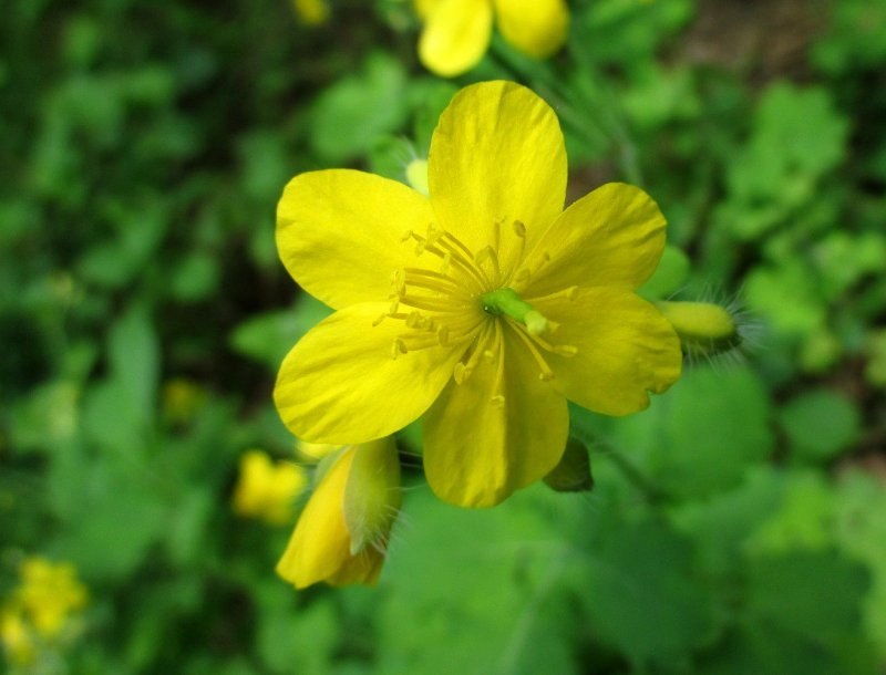 Чистотел Chelidonium majus