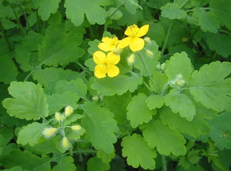 Chelidonium majus