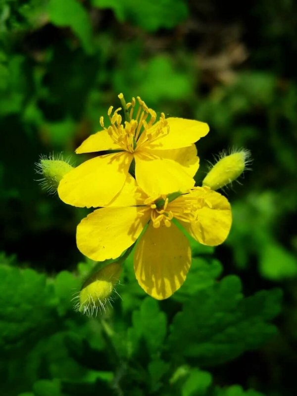 Чистотел Chelidonium majus