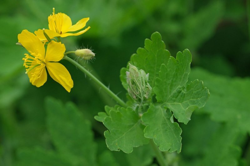 Чистотел большой Chelidonium majus