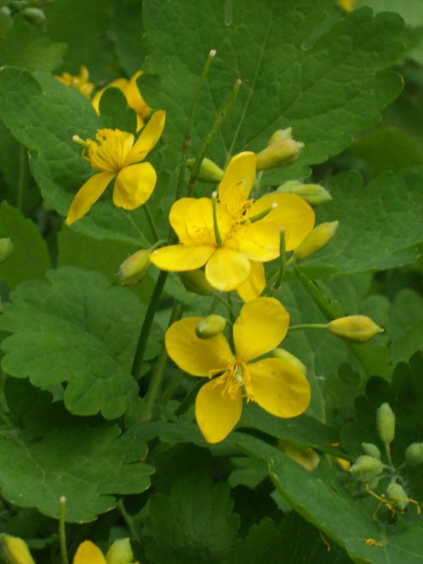 Chelidonium majus