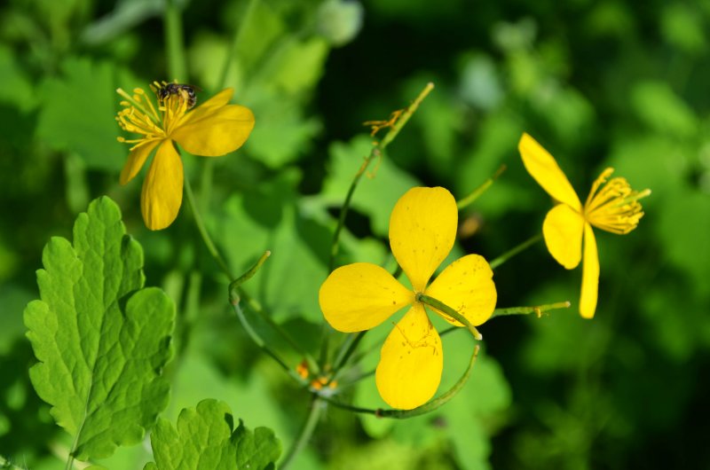 Чистотел Chelidonium majus