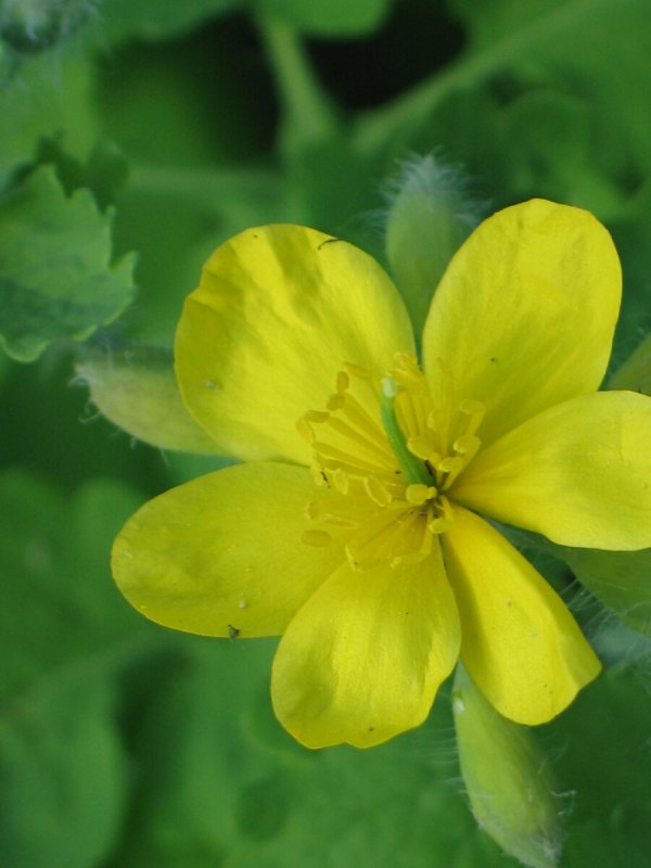 Чистотел Chelidonium majus