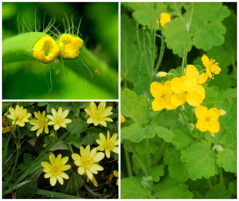 Chelidonium majus ГФ
