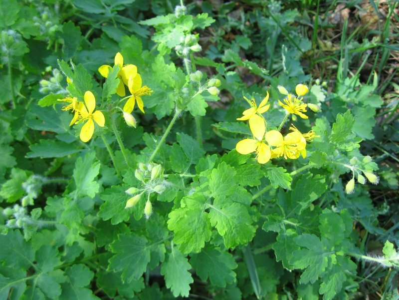 Chelidonium majus