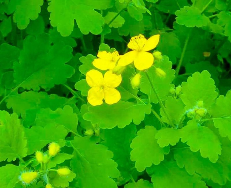 Chelidonium majus