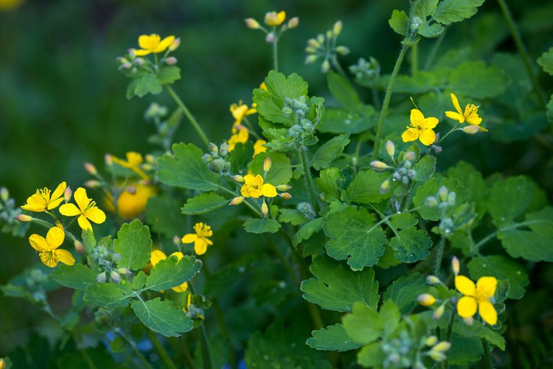Chelidonium majus листья
