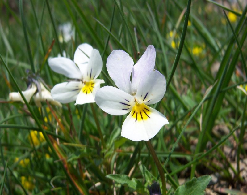 Viola arvensis