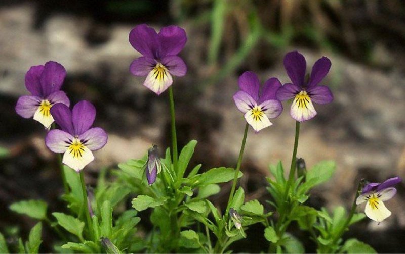 Фиалка трехцветная Viola Tricolor