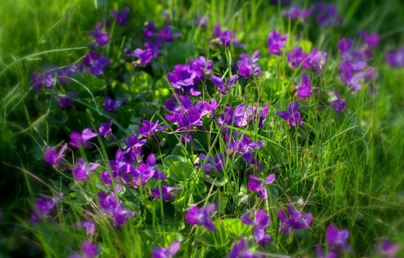 Viola arvensis