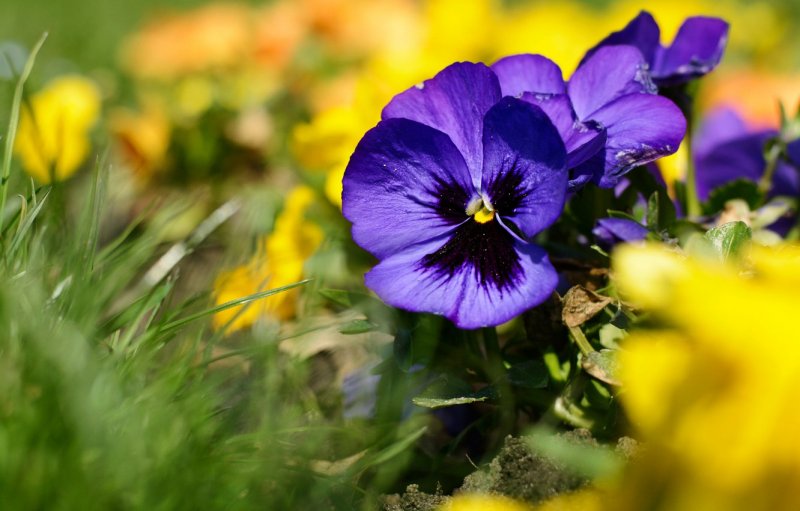 Фиалка Полевая (Violaceae)