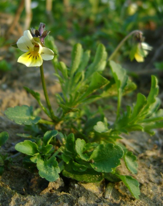 Фиалка Полевая (Violaceae)